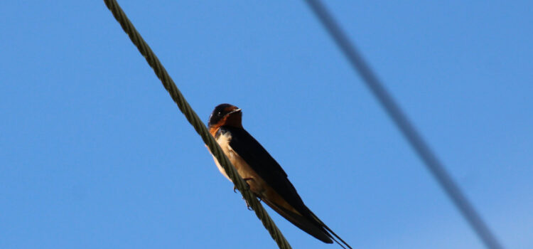 Rosie Crafts Barn Swallow Bird Photography