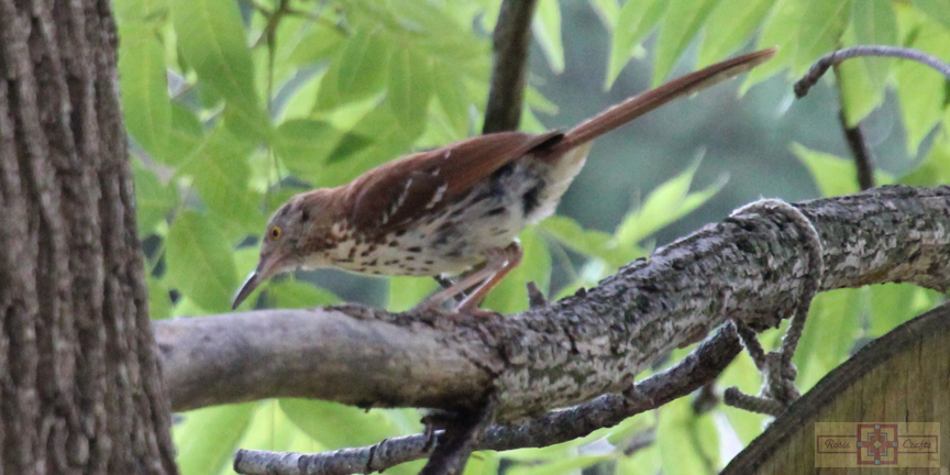 Rosie Crafts Brown Thrasher Bird 2024 Photography