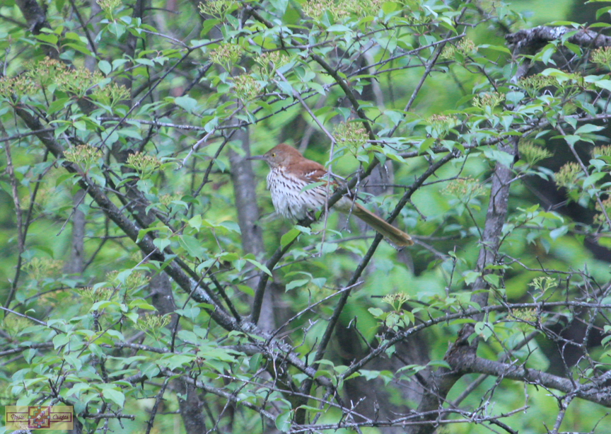 Rosie Crafts Brown Thrasher Bird 2024 Photography