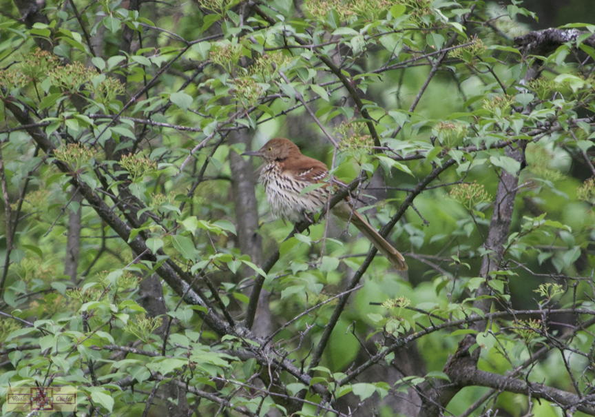 Rosie Crafts Brown Thrasher Bird 2024 Photography