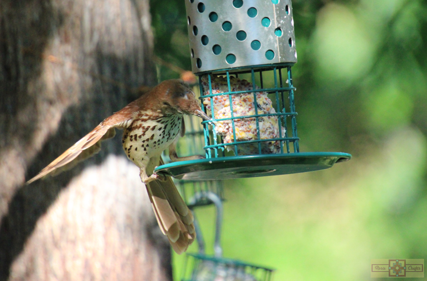 Rosie Crafts Brown Thrasher Bird 2024 Photography