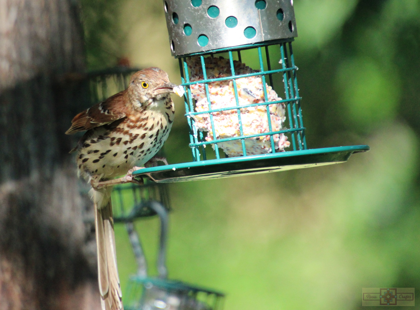 Rosie Crafts Brown Thrasher Bird 2024 Photography