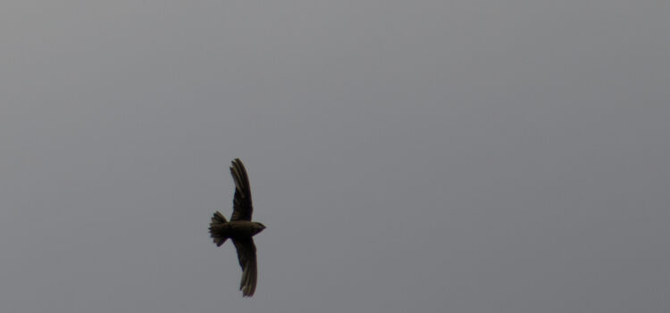 Rosie Crafts Chimney Swift Bird Photography