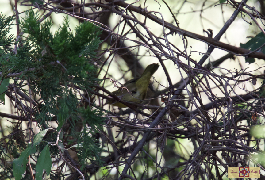 Rosie Crafts Common Female Yellowthroat Bird Photography