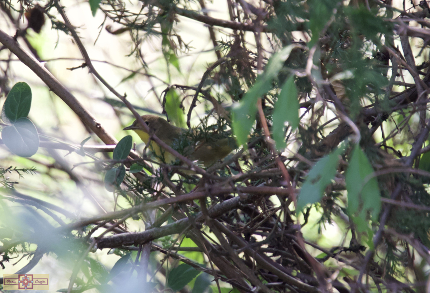 Rosie Crafts Common Female Yellowthroat Bird Photography