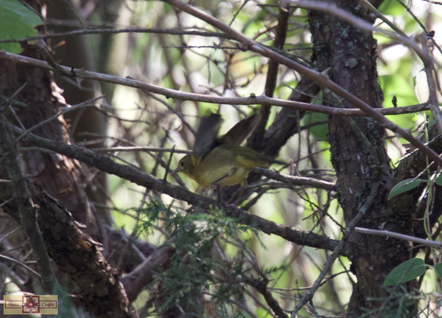 Rosie Crafts Common Female Yellowthroat Bird Photography