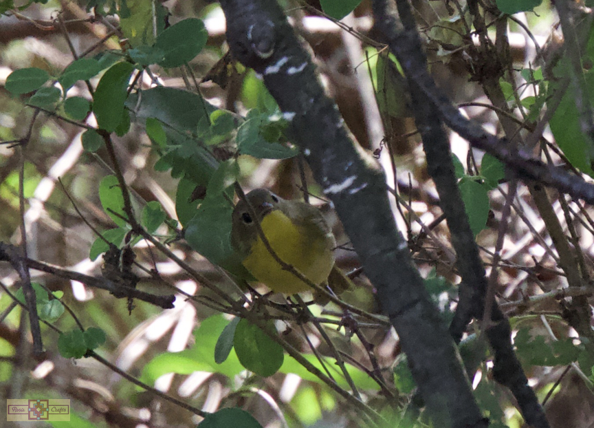 Rosie Crafts Common Female Yellowthroat Bird Photography