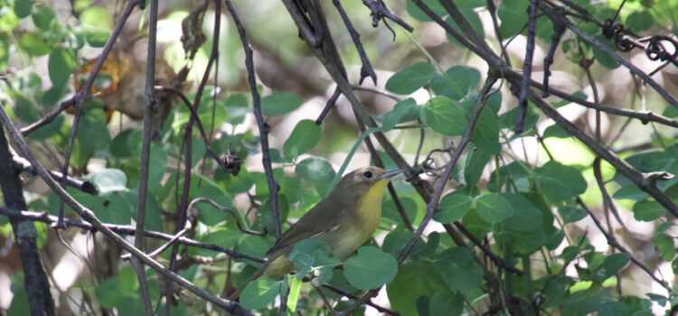 Rosie Crafts Common Female Yellowthroat Bird Photography