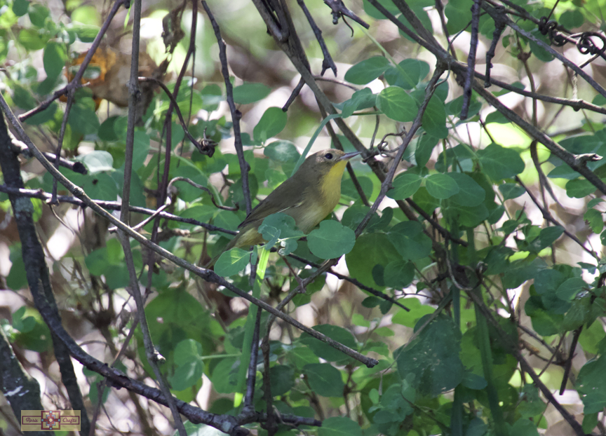 Rosie Crafts Common Female Yellowthroat Bird Photography