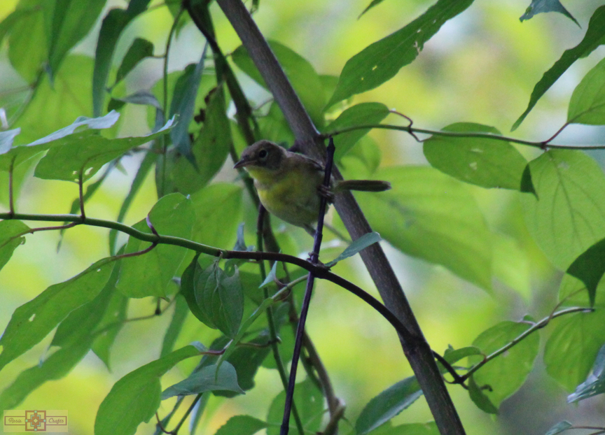 Rosie Crafts Common Female Yellowthroat Bird Photography