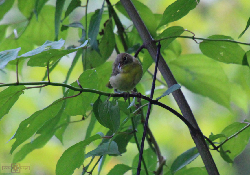 Rosie Crafts Common Female Yellowthroat Bird Photography