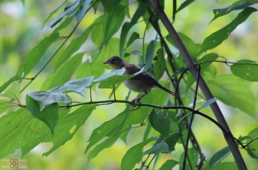 Rosie Crafts Common Female Yellowthroat Bird Photography