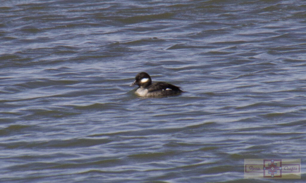 Rosie Crafts Bufflehead Duck Photography 2024