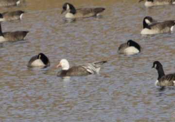 Rosie Crafts Snow Goose Photography