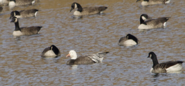 Rosie Crafts Snow Goose Photography