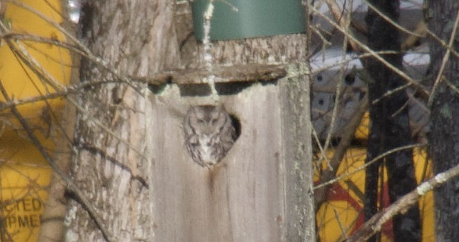 Rosie Crafts Eastern Screech Owl Photography