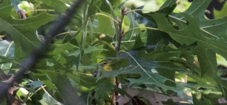 Rosie Crafts Female Blackburnian Warbler Bird Photography