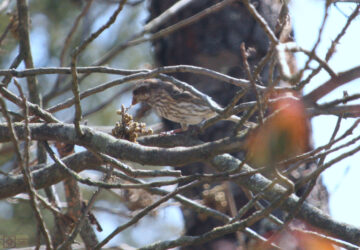 Rosie Crafts Female Purple Finch Bird Photography