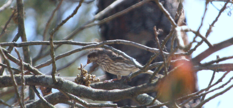 Rosie Crafts Female Purple Finch Bird Photography