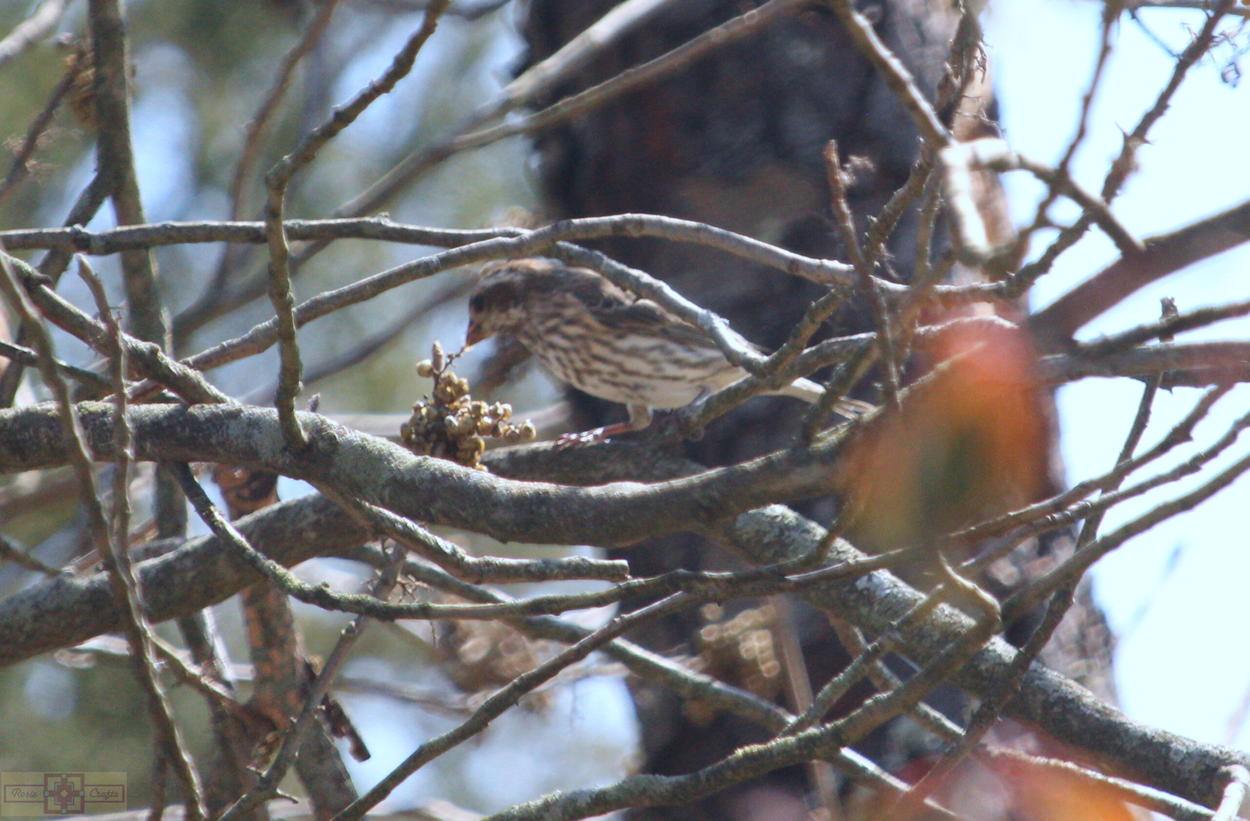 Rosie Crafts Female Purple Finch Bird Photography