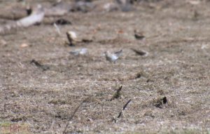 Rosie Crafts Western Sandpiper Bird Photography