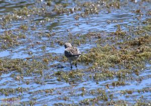 Rosie Crafts Semipalmated/Western Sandpiper Bird Photography