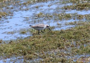 Rosie Crafts Semipalmated/Western Sandpiper Bird Photography