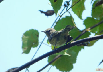 Rosie Crafts Cape May Warbler Bird Photography