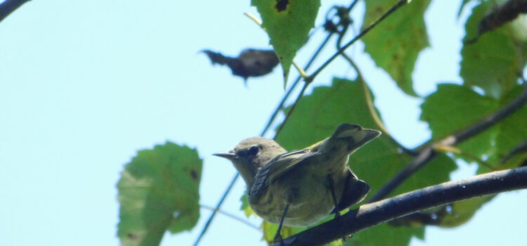 Rosie Crafts Cape May Warbler Bird Photography