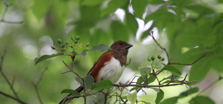 Rosie Crafts Female Eastern Towhee Bird Photography