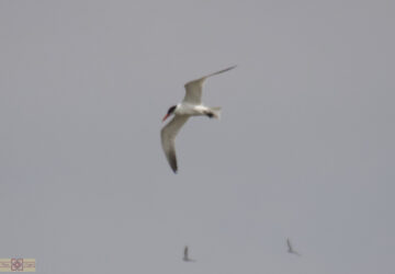 Rosie Crafts Caspian Tern Photography