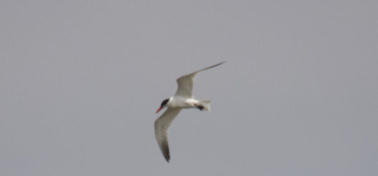 Rosie Crafts Caspian Tern Photography