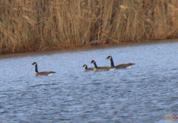 Rosie Crafts Cackling Goose Photography