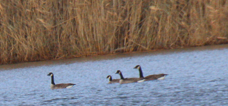 Rosie Crafts Cackling Goose Photography