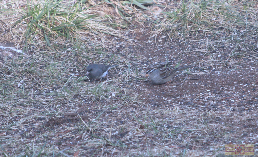 White Crowned Sparrow (Gambel's Race)