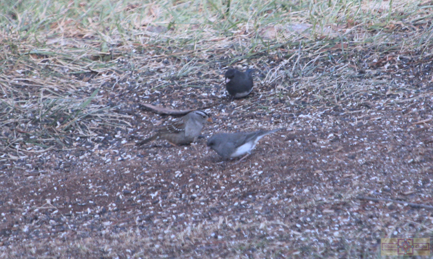 White Crowned Sparrow (Gambel's Race)