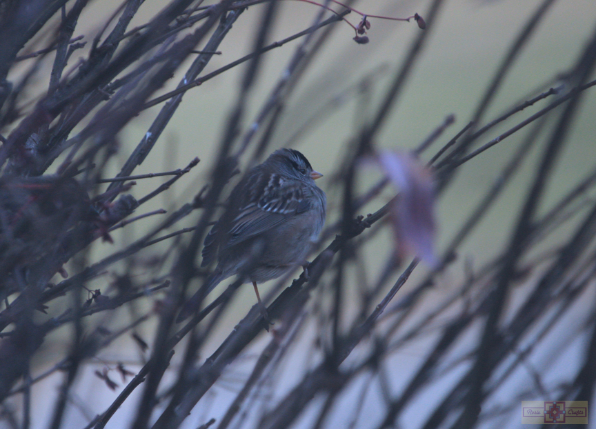 White Crowned Sparrow (Gambel's Race)