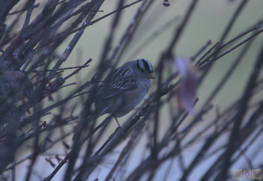 White Crowned Sparrow (Gambel's Race)