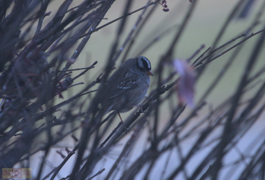 White Crowned Sparrow (Gambel's Race)