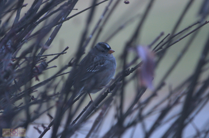 White Crowned Sparrow (Gambel's Race)