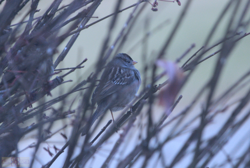 White Crowned Sparrow (Gambel's Race)