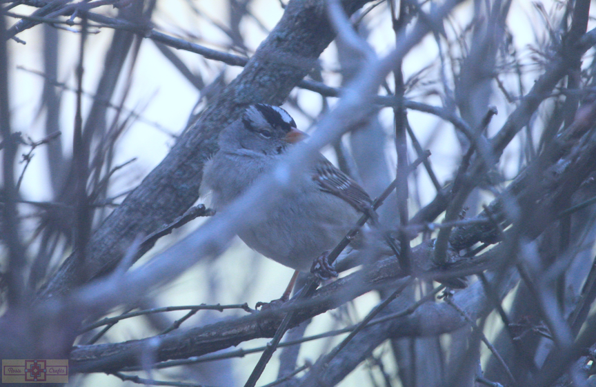 White Crowned Sparrow (Gambel's Race)