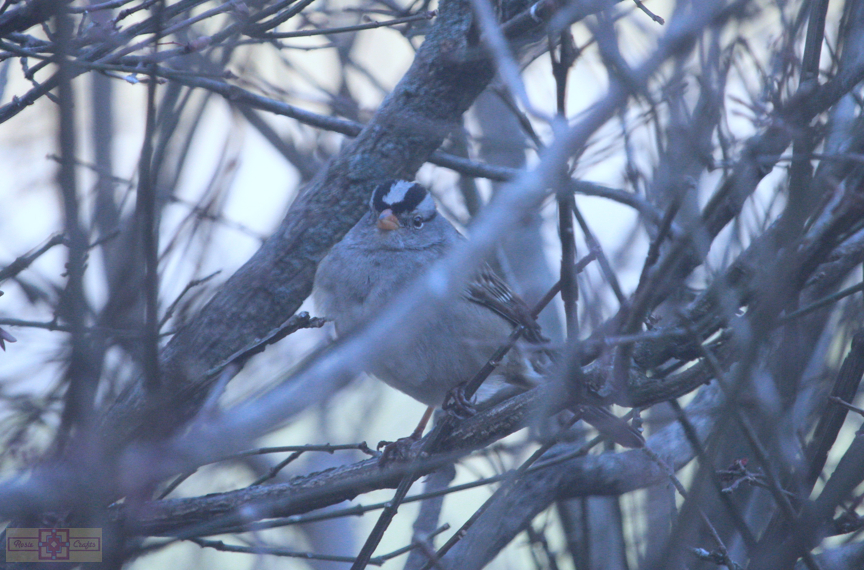 White Crowned Sparrow (Gambel's Race)