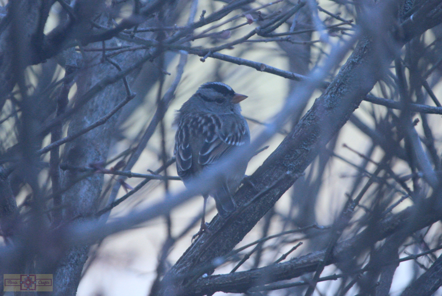 White Crowned Sparrow (Gambel's Race)