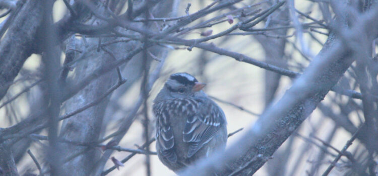 White Crowned Sparrow (Gambel's Race)