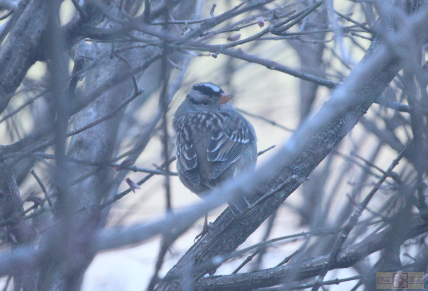 White Crowned Sparrow (Gambel's Race)