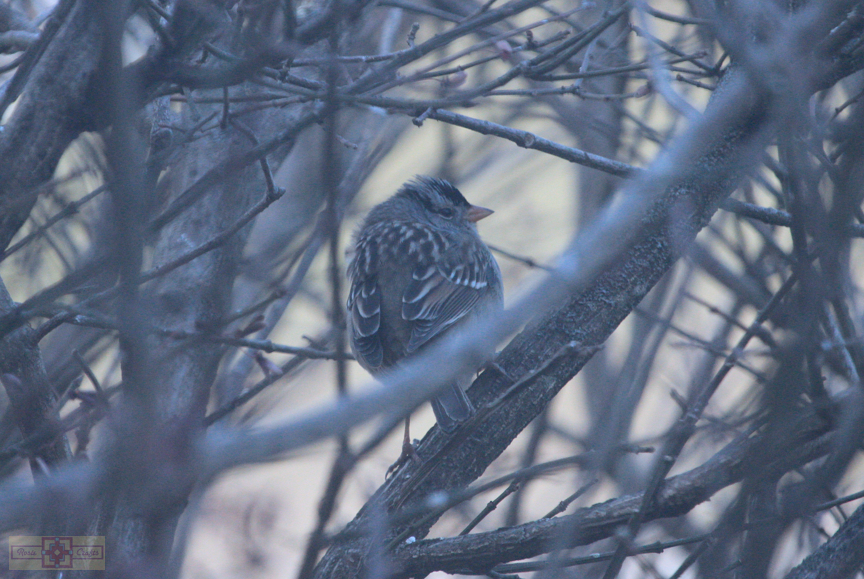 White Crowned Sparrow (Gambel's Race)