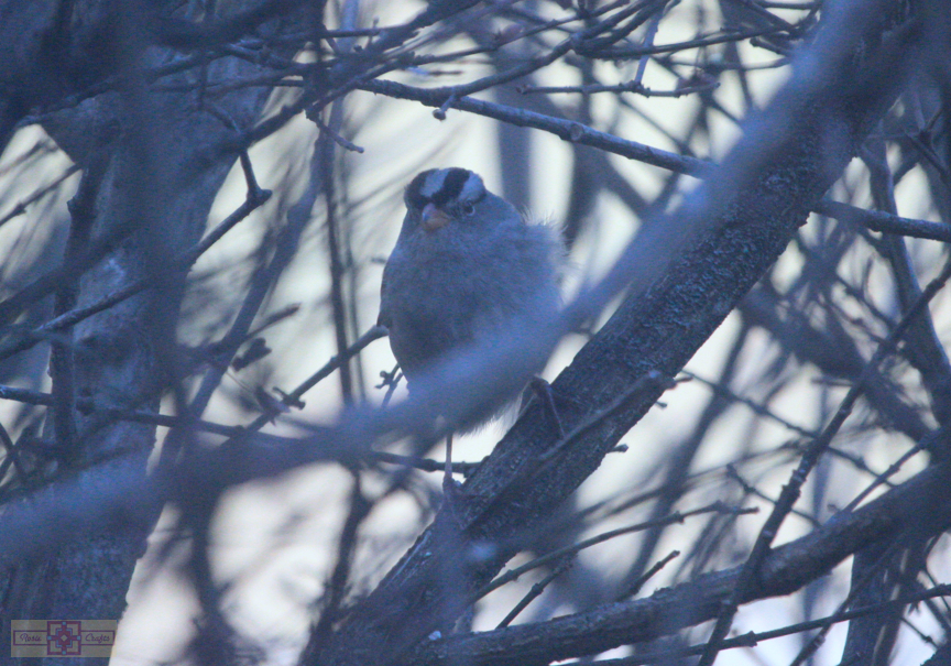 White Crowned Sparrow (Gambel's Race)