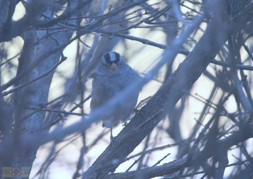 White Crowned Sparrow (Gambel's Race)