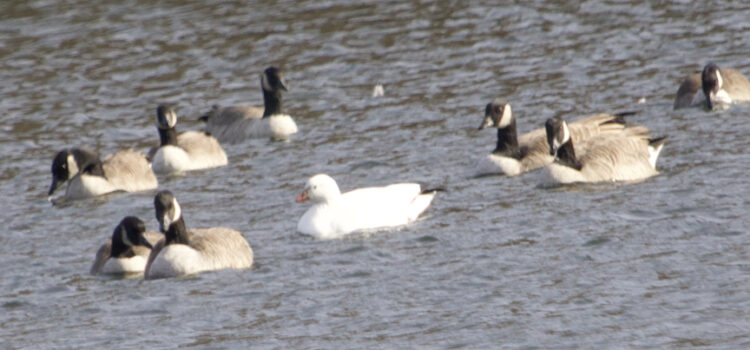 Rosie Crafts Ross's Goose Bird Photography